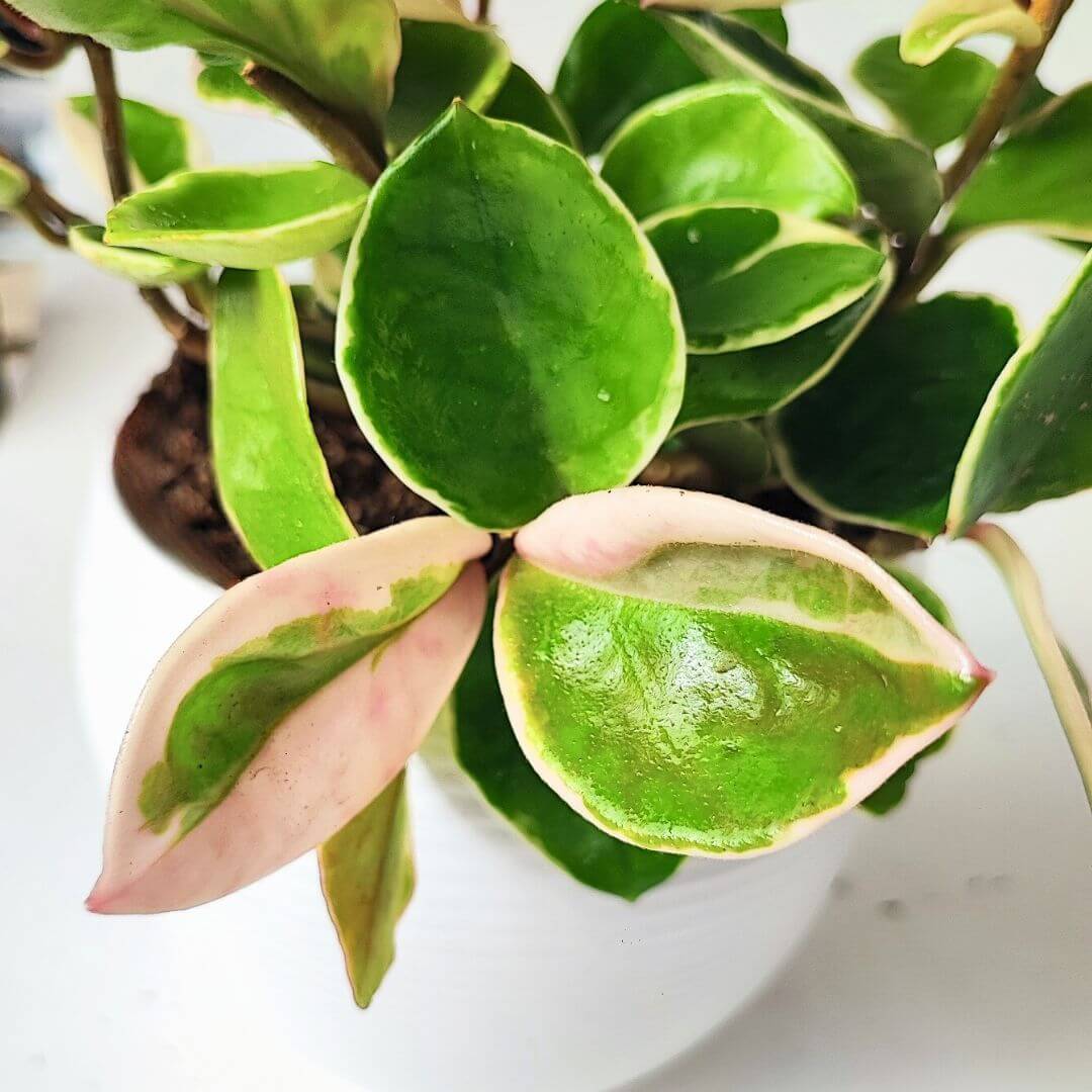 Hoya Carnosa Krimson Queen in vaso manacor 16 cm - i Giardini di Giulia