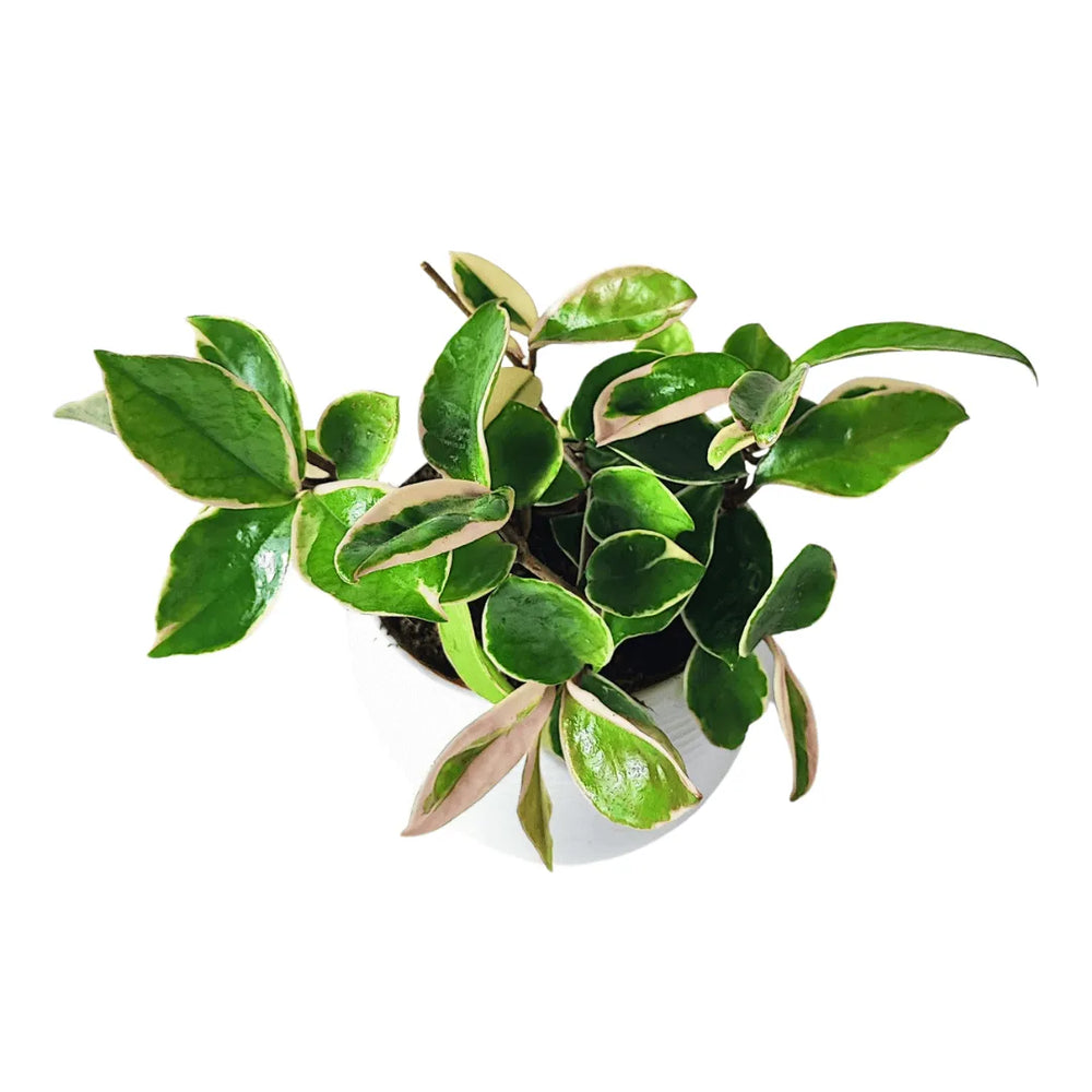 Vista dall’alto della Hoya Carnosa Krimson Queen in vaso Manacor

