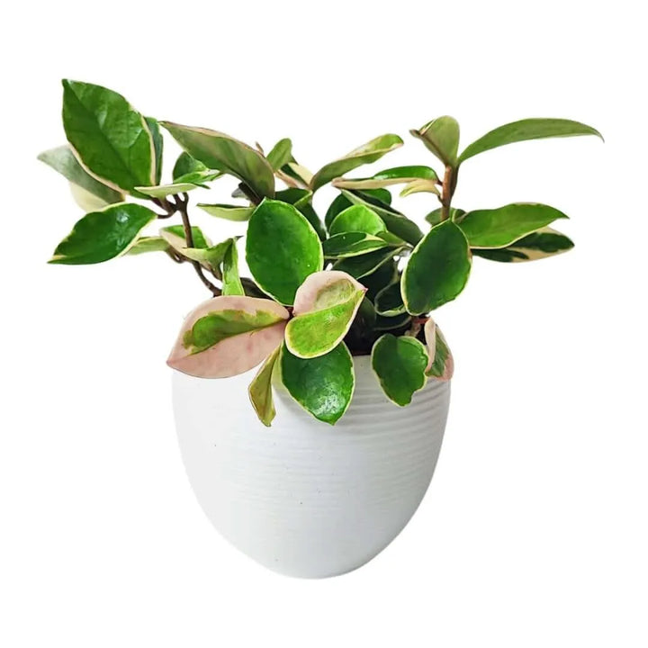 Pianta Hoya Carnosa Krimson Queen con foglie variegate in vaso bianco

