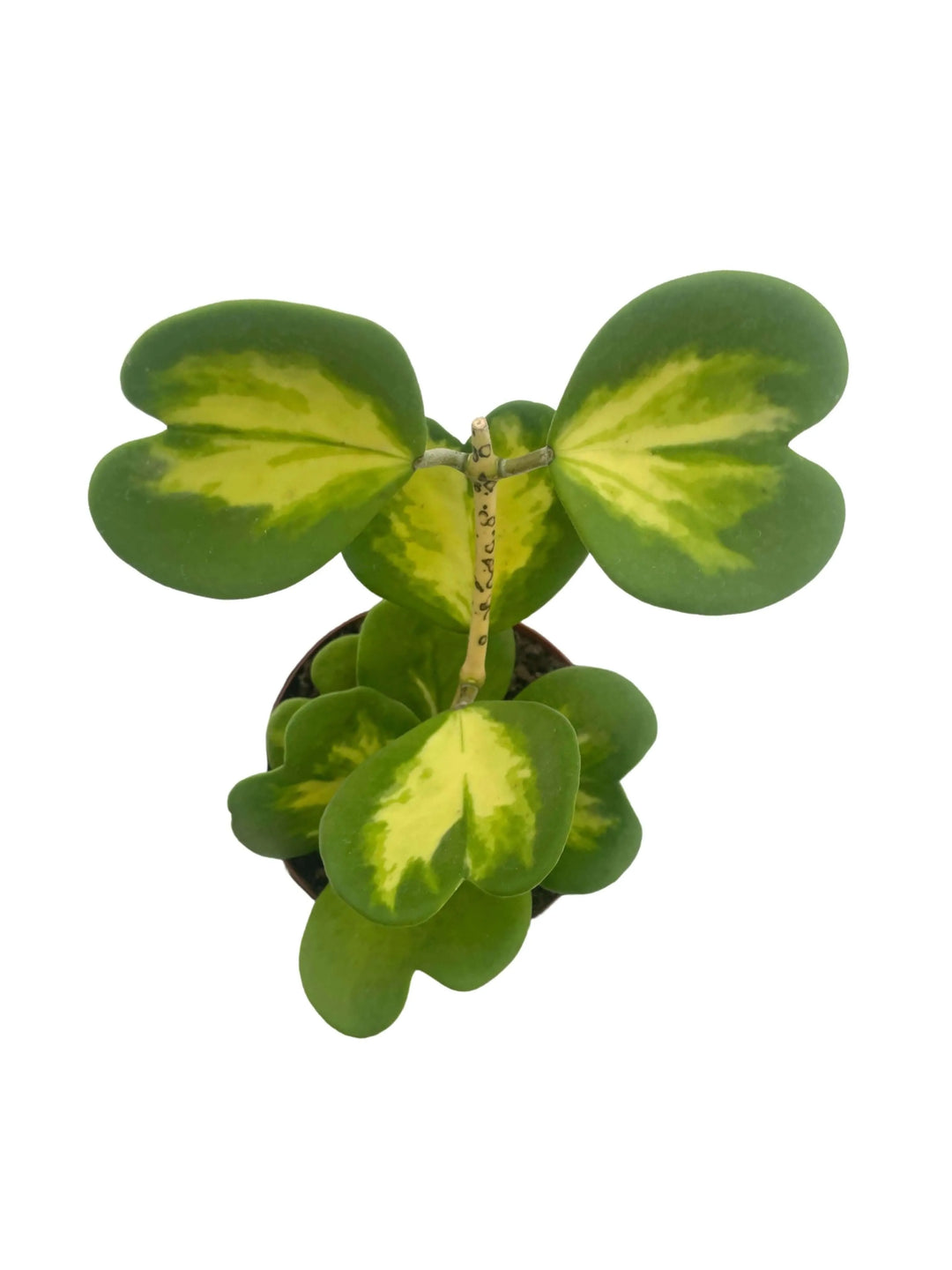 foglie cuoriformi dell' hoya kerrii variegata in dettaglio

