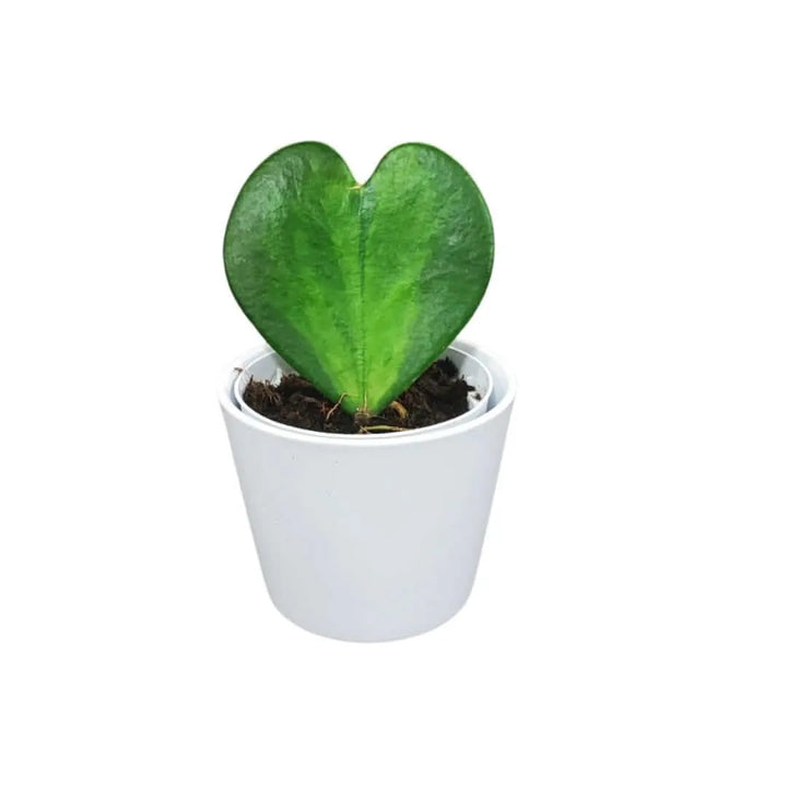 Hoya Kerrii Variegata in vaso bianco da 10 cm vista frontale

