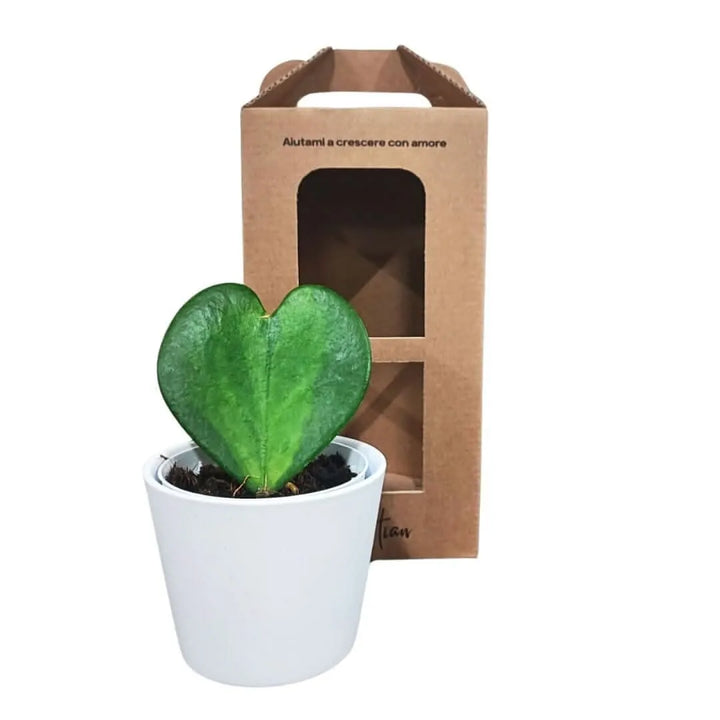 Pianta Hoya Kerrii Variegata con confezione regalo in cartone

