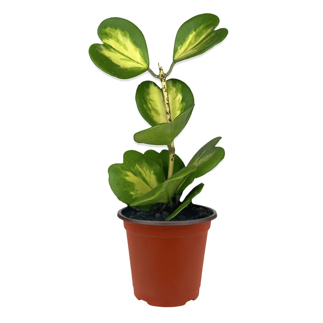 Hoya Kerrii Variegata in vaso - i Giardini di Giulia 