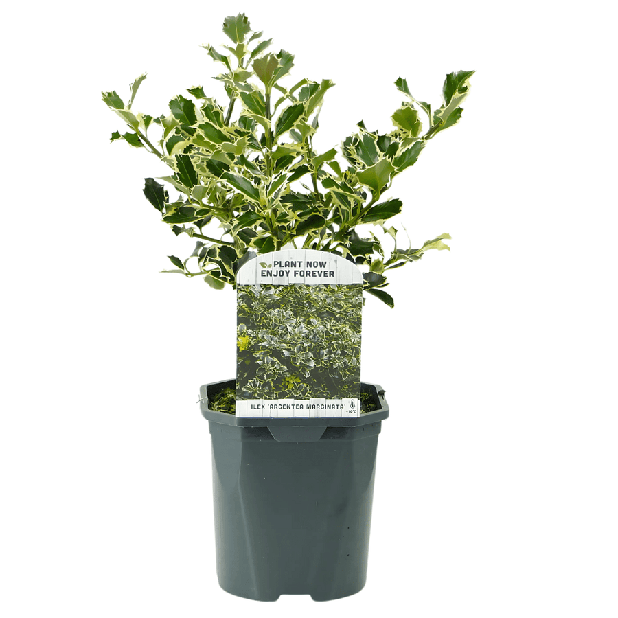 Ilex aquifolium 'Argentea Marginata' vaso 17 cm. (Agrifoglio) - i Giardini di Giulia