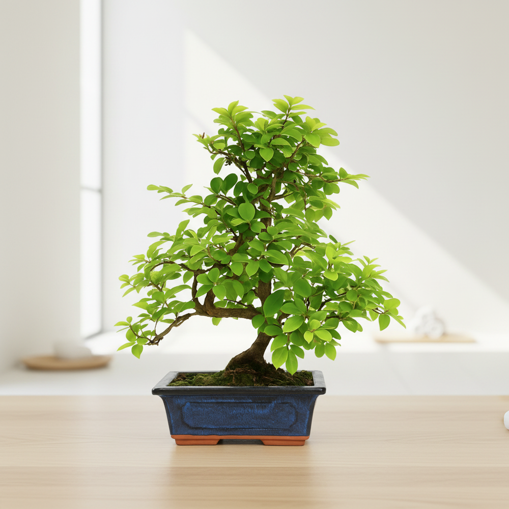 Bonsai Sageretia Theezans - rami sottili e foglie verdi lucide su un tavolo in legno chiaro
