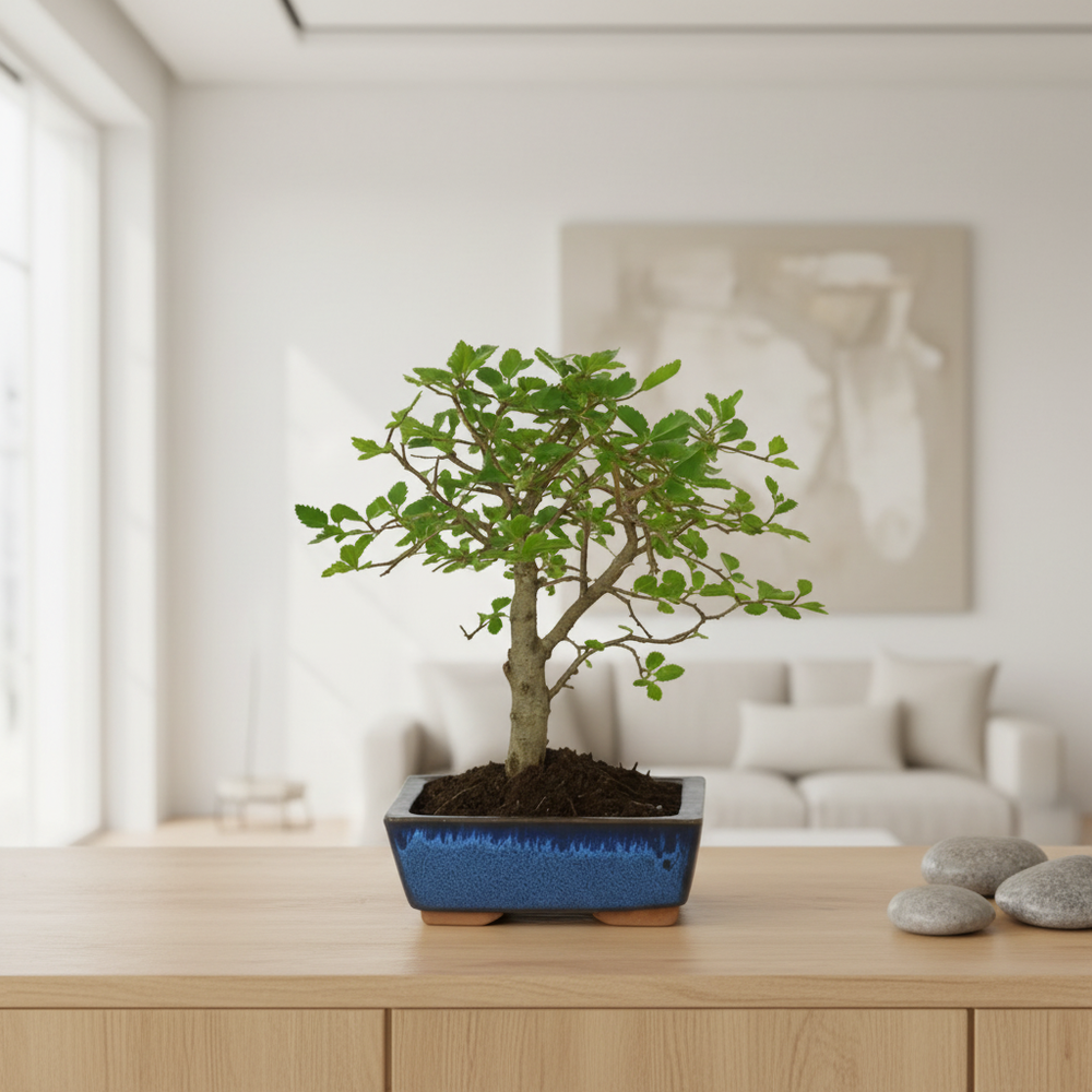 Bonsai Zelkova Parvifolia 5 anni su superficie in legno chiaro, luce naturale, ambiente luxury minimalista