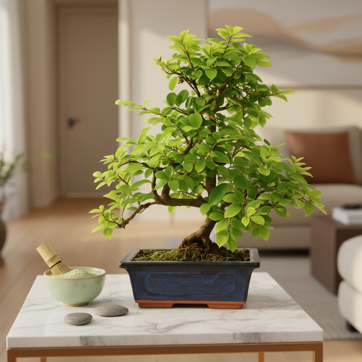 Bonsai Sageretia Theezans - esemplare delicato accanto a una tazza di tè e pietre zen
