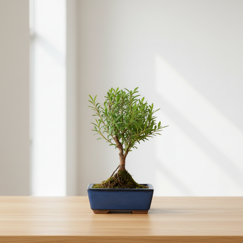 Bonsai Syzygium Buxifolium da collezione - bonsai con foglie verdi dense e tronco compatto su un tavolo in legno chiaro in un salotto luminoso e minimalista