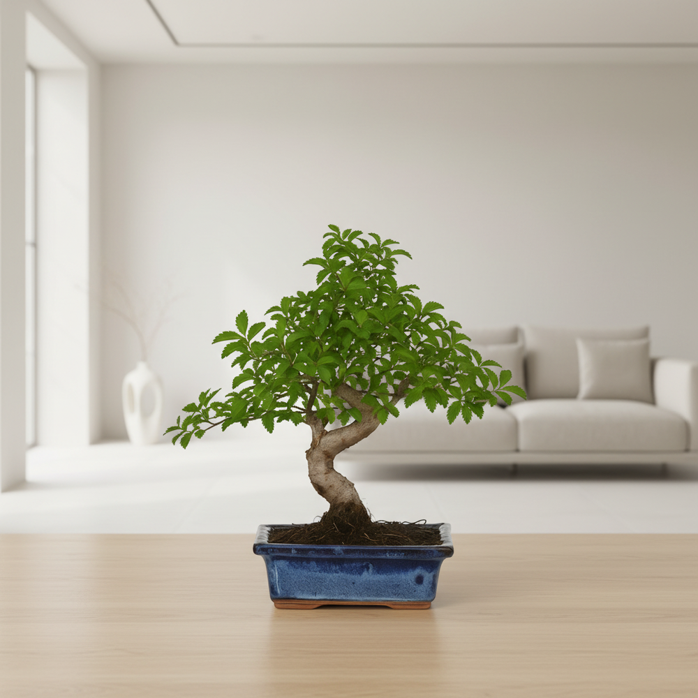 Bonsai Zelkova Parvifolia Premium su superficie in legno chiaro, vista dettagliata