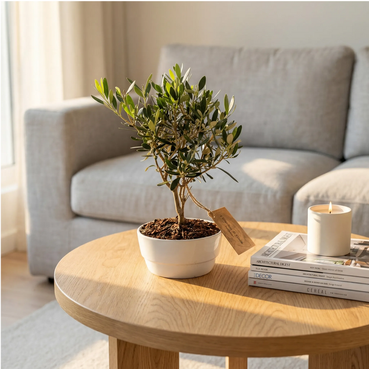 Bonsai Olivo in vaso ceramica Novara