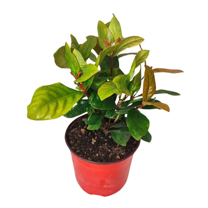 Dettaglio fogliame dell’Ixora Coccinea con tonalità verdi e rossastre

