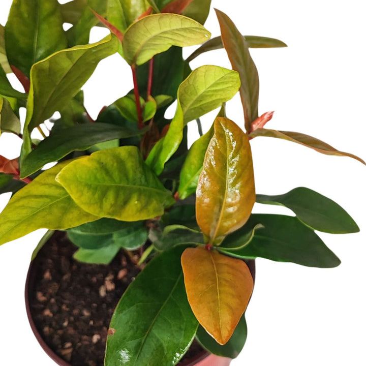 ixora coccinea vaso D.18 H.40 cm - i Giardini di Giulia