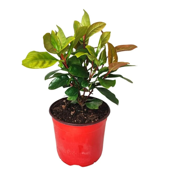 Pianta Ixora Coccinea in vaso rosso da 18 cm vista frontale

