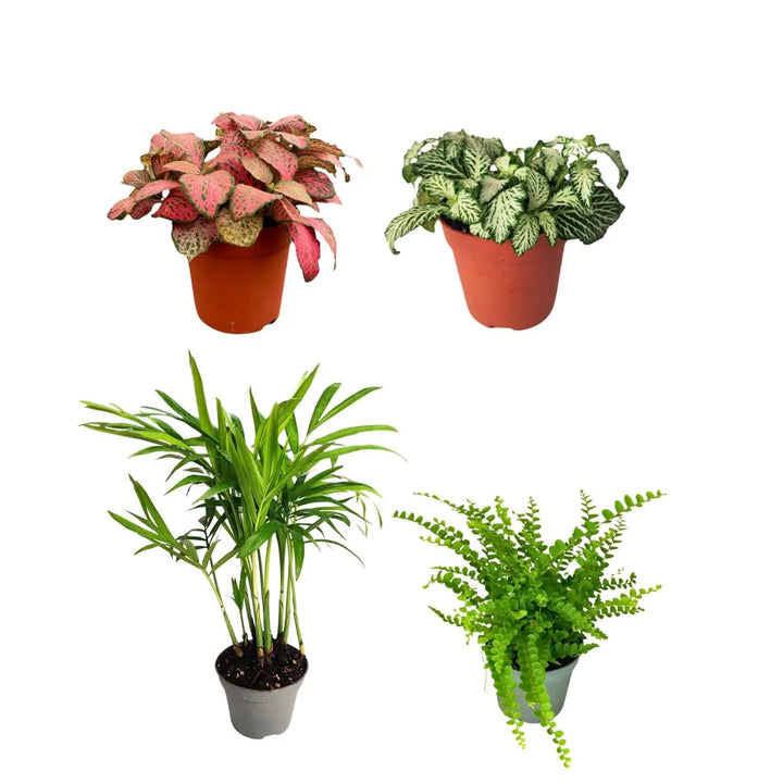 Kit di Piante per Terrarium con Fittonia venature rosse, Fittonia venature bianche, Felce e Chamaedorea, selezione botanica per ecosistema autosufficiente, varietà di colori e texture, ideale per terrari esistenti - I Giardini di Giulia