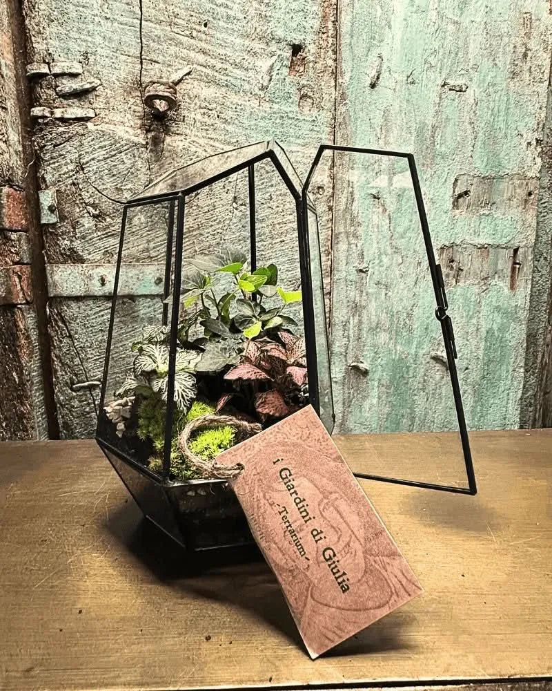 Terrarium geometrico realizzato con il Kit Florine de I Giardini di Giulia, con piante vive e muschio in contenitore in vetro nero dallo stile moderno, su sfondo rustico in legno.
