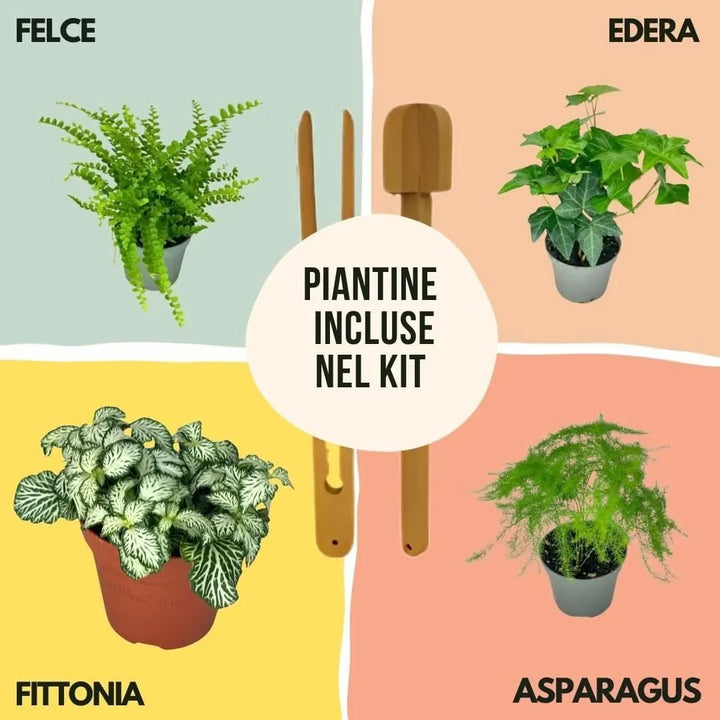 Grafica illustrata con le piantine incluse nel Kit Terrarium Fai Da Te Geometrico Florine: felce, edera, fittonia e asparagus, con attrezzi in legno su sfondi colorati.
