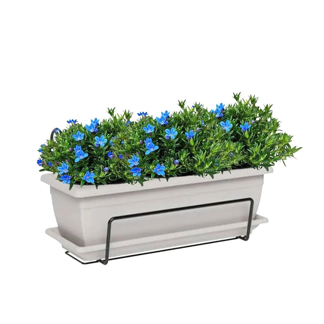 Kit Fioriera Nara 40 cm con 3 piante di Lithodora, perfetto per balconi