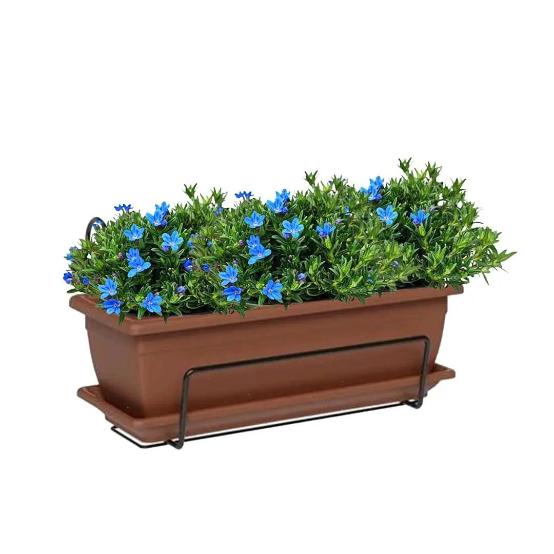 Kit Fioriera Nara 40 cm con 3 piante di Lithodora, perfetto per balconi