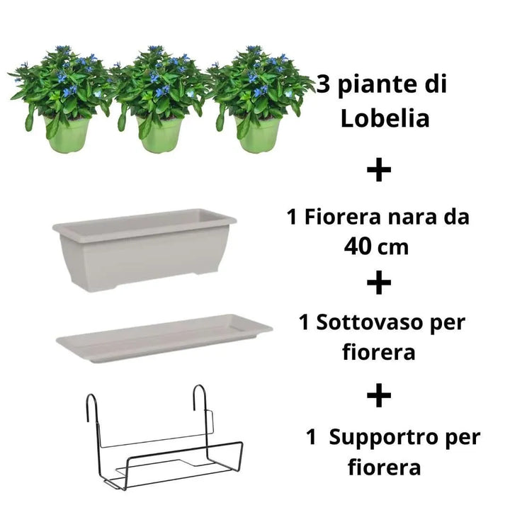 Kit fiorera Nara da balcone 40 cm con Lobelia - i Giardini di Giulia