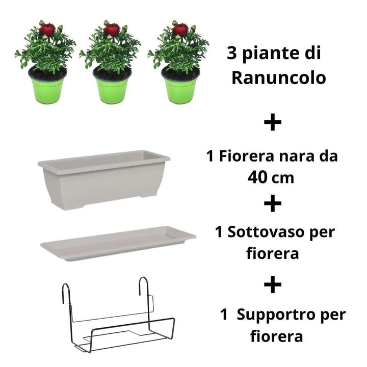 Kit fiorera Nara da balcone 40 cm con Ranuncolo - i Giardini di Giulia