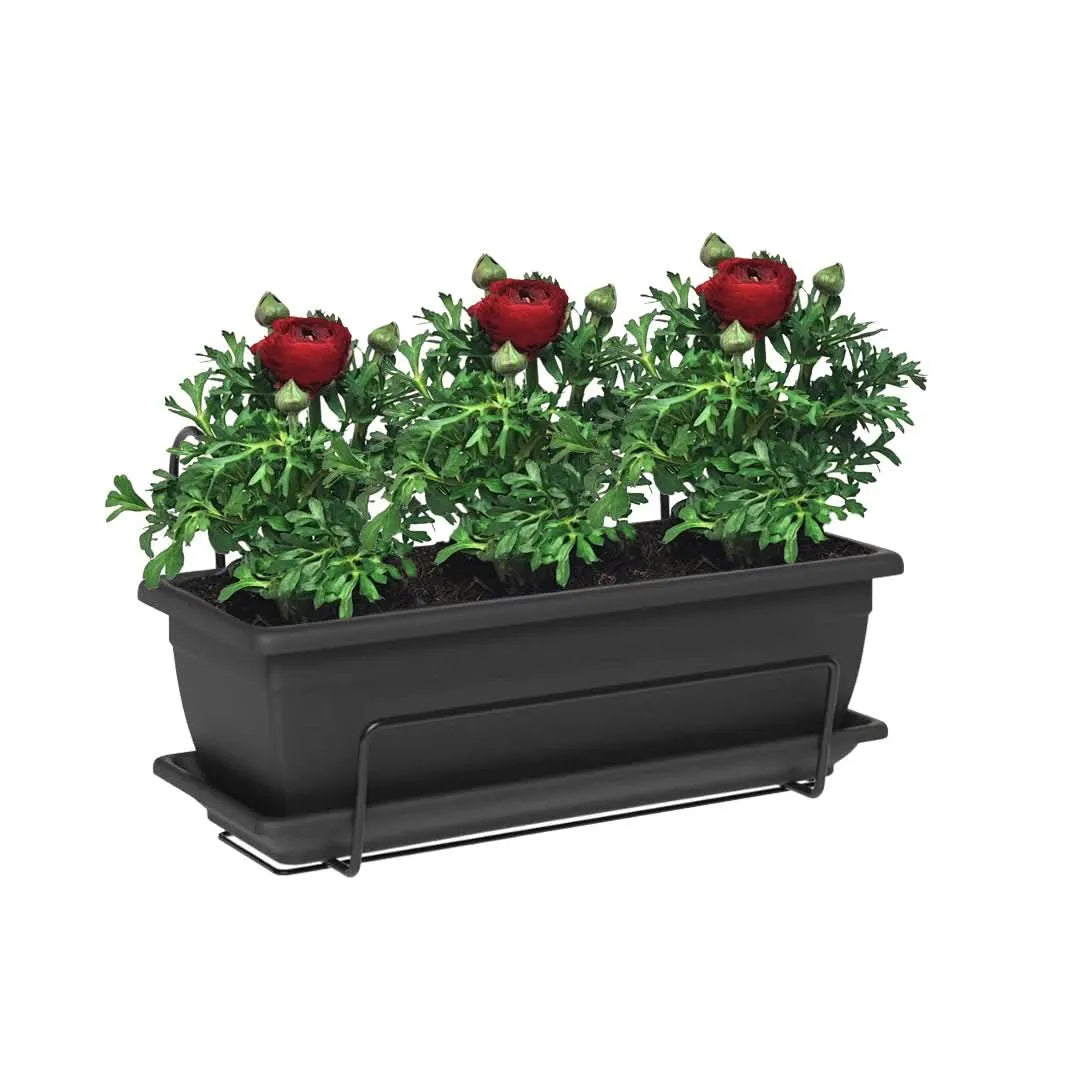 Kit Fioriera Nara 40 cm con 3 piante di Ranuncolo, perfetto per balconi
