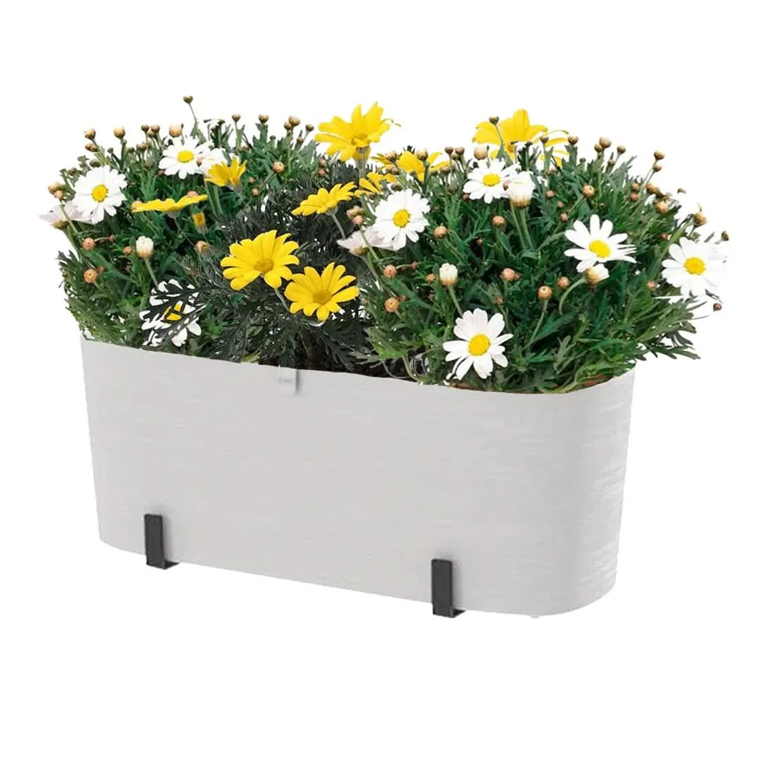 Set piante di Margherita ed Euryops in fioriera Paros bianca

