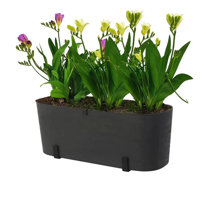 Kit Fioriera Paros 40 cm con fresie - balcone fiorito e profumato