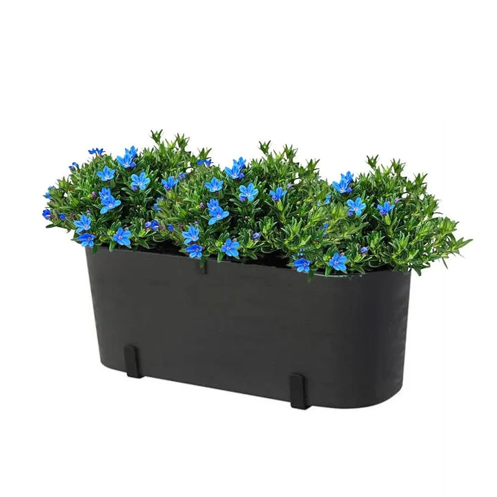 it Fioriera Paros 40 cm con 3 piante di Lithodora, perfetto per balconi