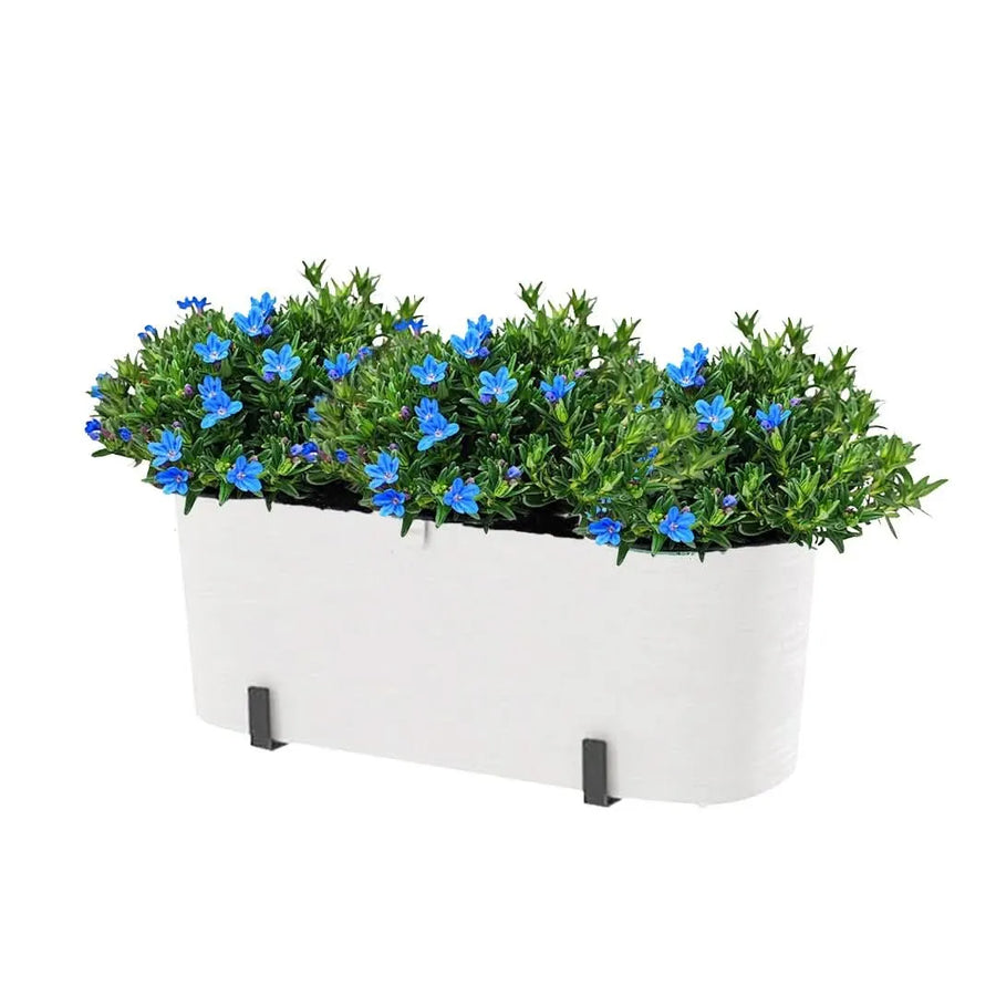 it Fioriera Paros 40 cm con 3 piante di Lithodora, perfetto per balconi