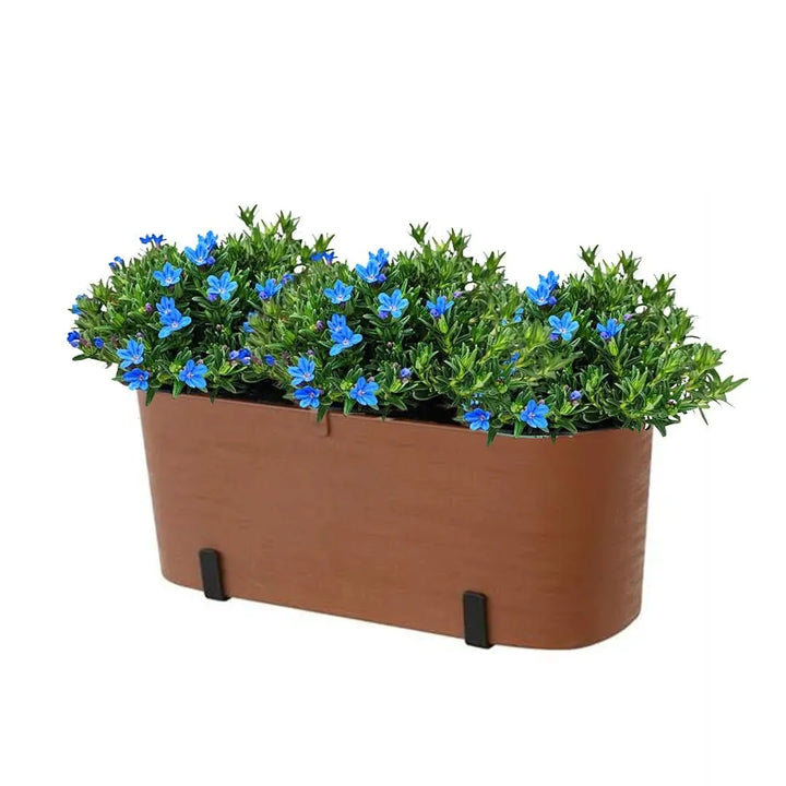 it Fioriera Paros 40 cm con 3 piante di Lithodora, perfetto per balconi