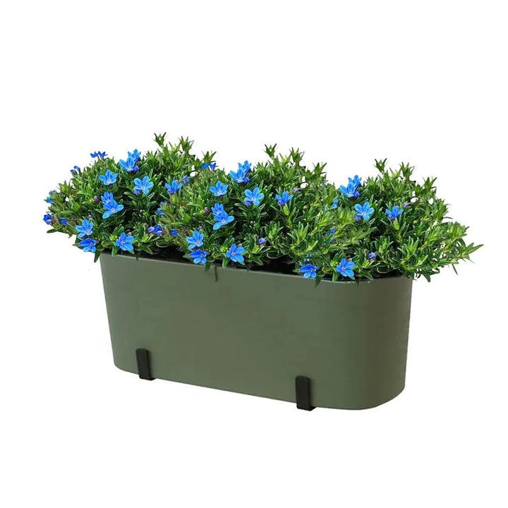 it Fioriera Paros 40 cm con 3 piante di Lithodora, perfetto per balconi