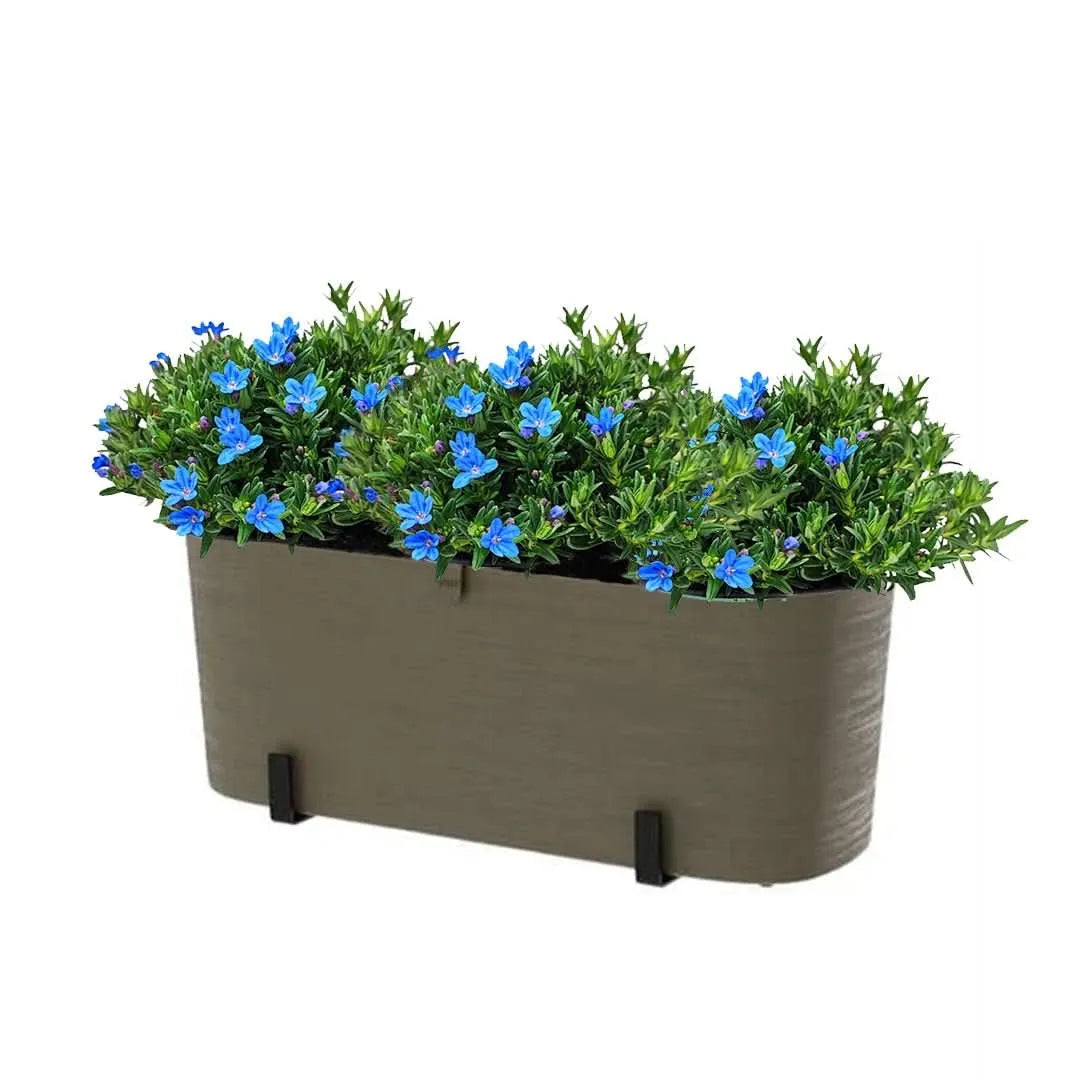 it Fioriera Paros 40 cm con 3 piante di Lithodora, perfetto per balconi