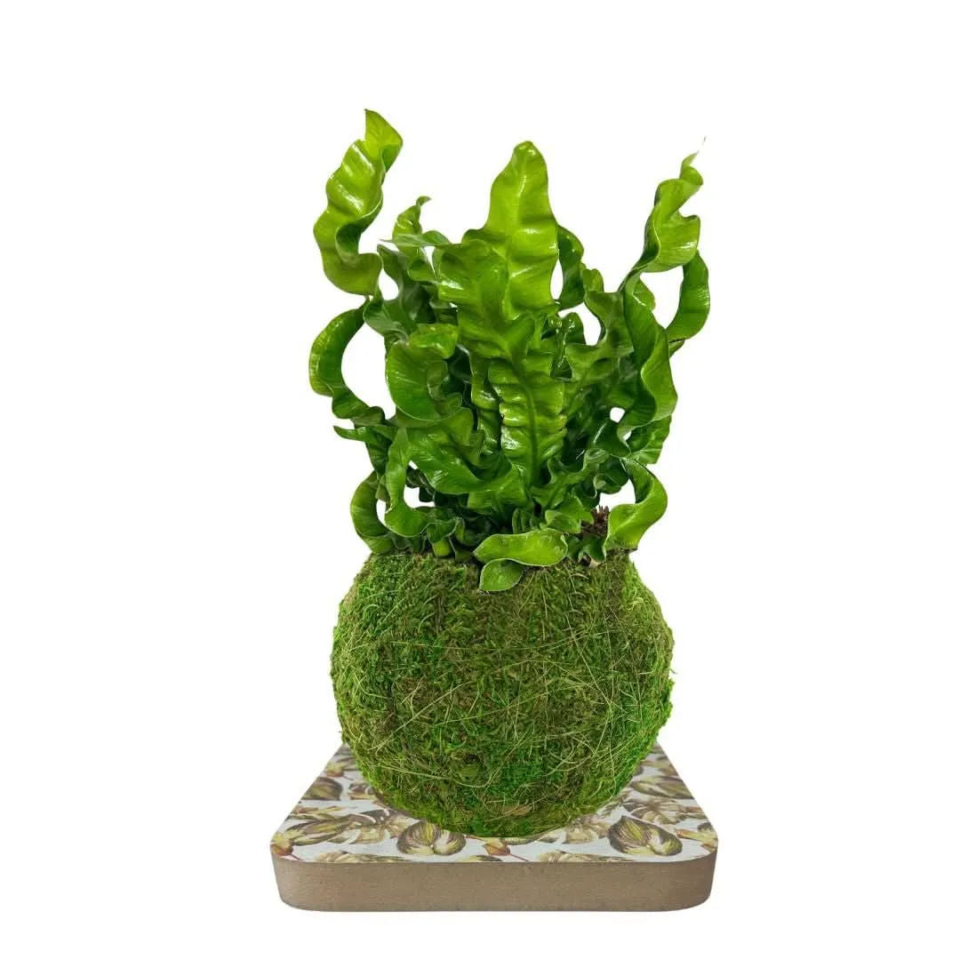 Kokedama Asplenium Crispy Wave finito su base decorativa – pianta con foglie ondulate e sfera di muschio naturale, realizzata con il kit fai da te I Giardini di Giulia