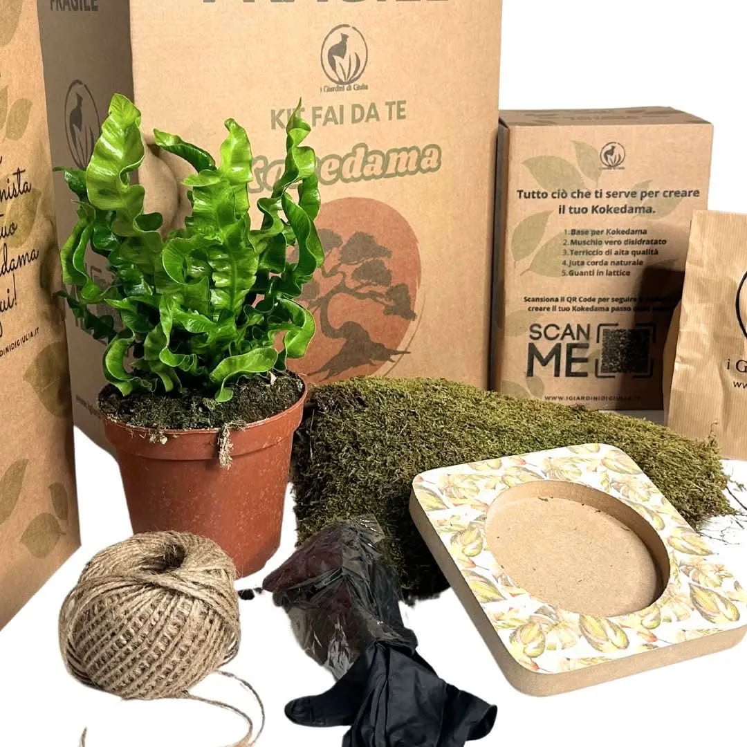 Kit Kokedama fai da te con Asplenium Crispy Wave – contenuto completo con pianta, muschio naturale, base decorativa, cordino e accessori firmati I Giardini di Giulia