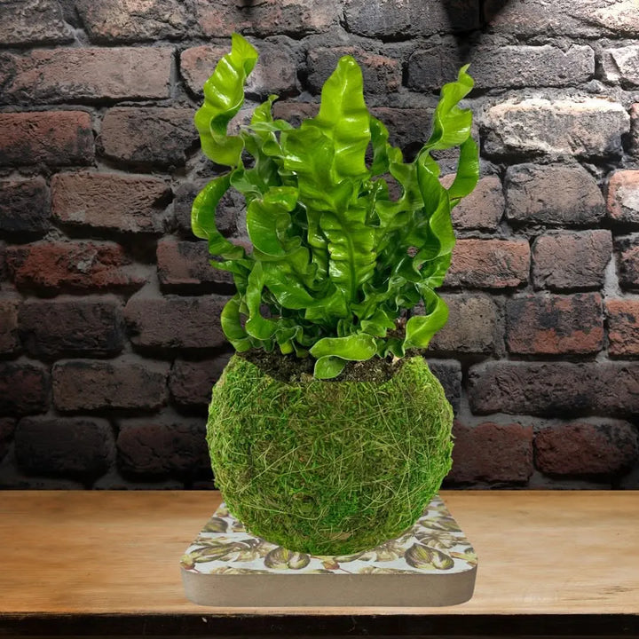 Kokedama con Asplenium Crispy Wave su base decorativa in ambiente interno con parete in mattoni – composizione naturale firmata I Giardini di Giulia