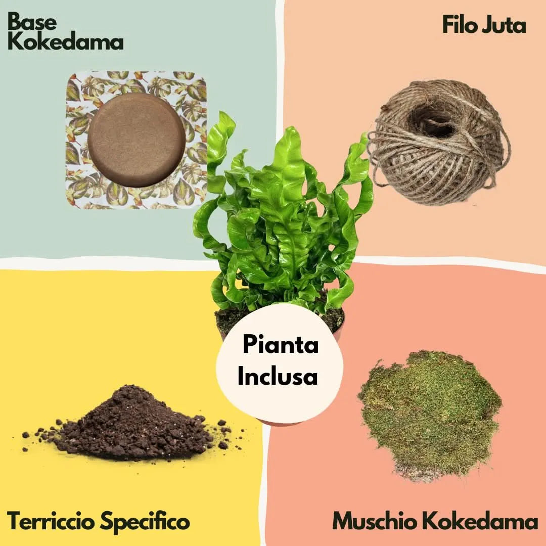 Componenti del Kit Kokedama Fai da Te con Asplenium Crispy Wave: base decorativa, filo di juta, terriccio specifico, muschio naturale e pianta inclusa – I Giardini di Giulia