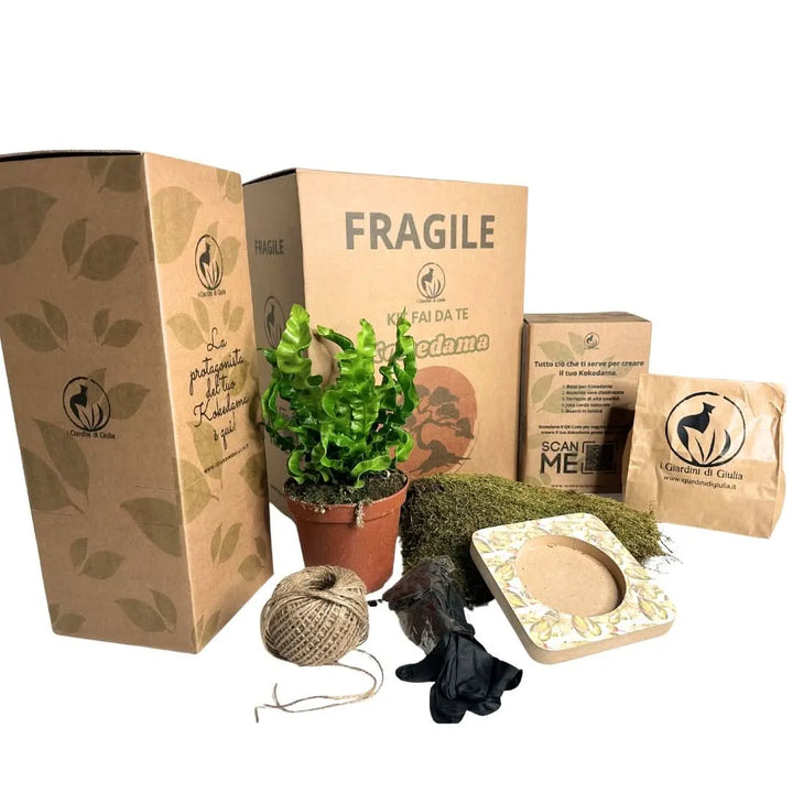 Kit Kokedama completo con Asplenium Crispy Wave, muschio naturale, cordino, base decorativa, guanti e confezione eco – I Giardini di Giulia