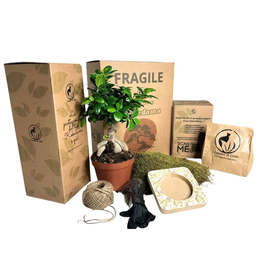 Contenuto del Kit Kokedama: Bonsai Ginseng, muschio naturale, base porta kokedama, cordino decorativo e guanti. Perfetto per creare decorazioni naturali per interni.