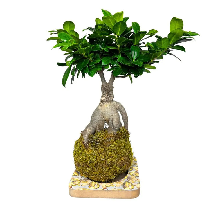 Bonsai Ficus Ginseng in kokedama su base decorativa, realizzato con muschio naturale – I Giardini di Giulia