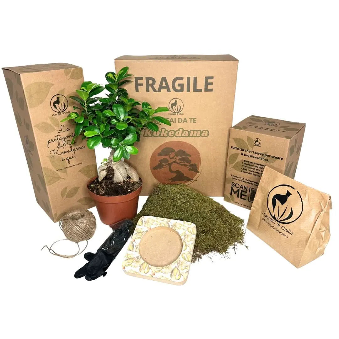 Kit Kokedama Fai da Te con Bonsai Ginseng, muschio naturale, base porta kokedama e strumenti per il montaggio. Confezione completa per realizzare il tuo kokedama.