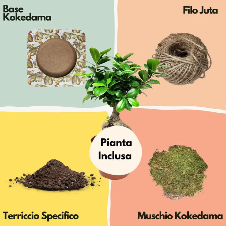 Contenuto del Kit Kokedama Bonsai Ginseng: pianta inclusa, base decorativa, terriccio, muschio naturale e filo di juta – I Giardini di Giulia