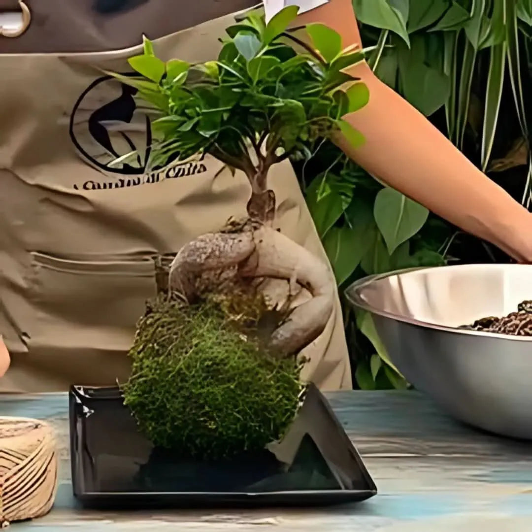 Creazione di un kokedama con bonsai Ficus Ginseng su vassoio nero durante il workshop – I Giardini di Giulia