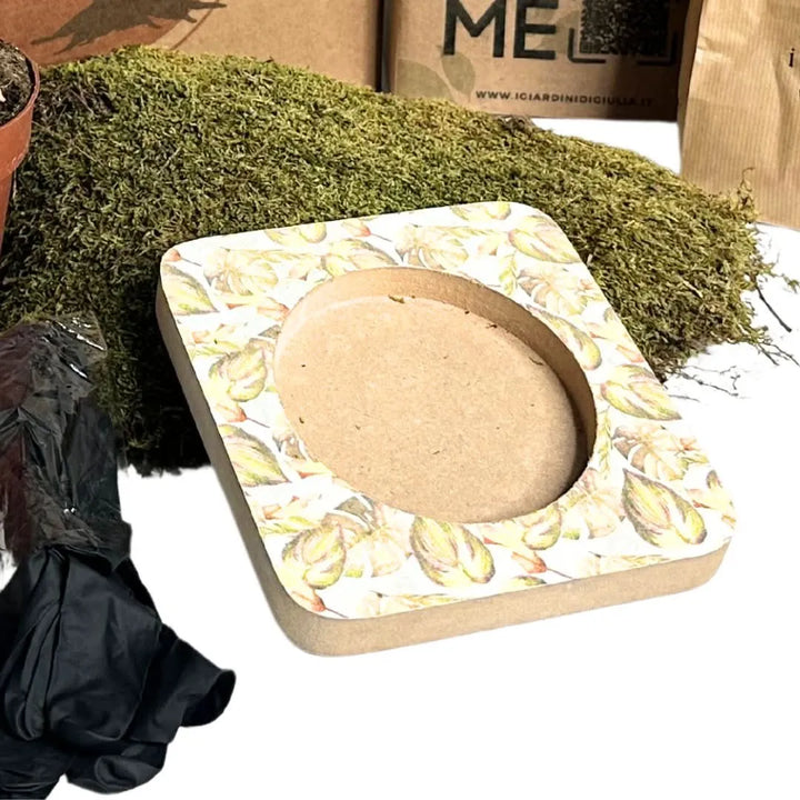 Primo piano del Bonsai Ginseng con radici aeree e foglie verdi lucide, avvolto in muschio naturale. Perfetto per arredare scrivanie e spazi interni con stile giapponese.