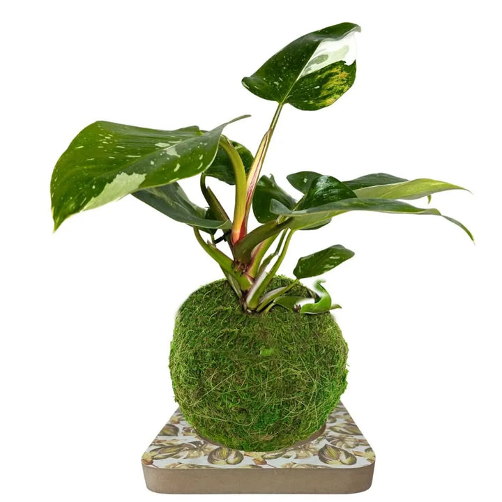 Philodendron White Wave in stile kokedama su base decorativa – pianta variegata con foglie verdi e screziature bianche, montata su sfera di muschio, realizzazione by I Giardini di Giulia.