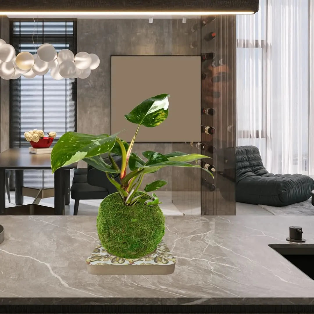 Kit Kokedama con Philodendron White Wave esposto su base decorativa in un elegante ambiente moderno – pianta da interno variegata perfetta per arredare con stile.