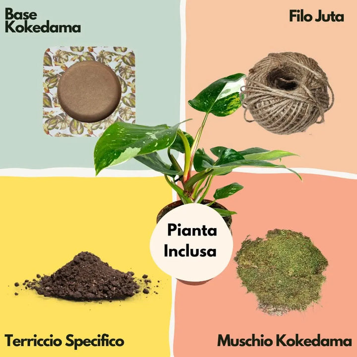Contenuto del Kit Kokedama con Philodendron White Wave: pianta inclusa, base decorativa, muschio naturale, filo di juta e terriccio specifico – I Giardini di Giulia.