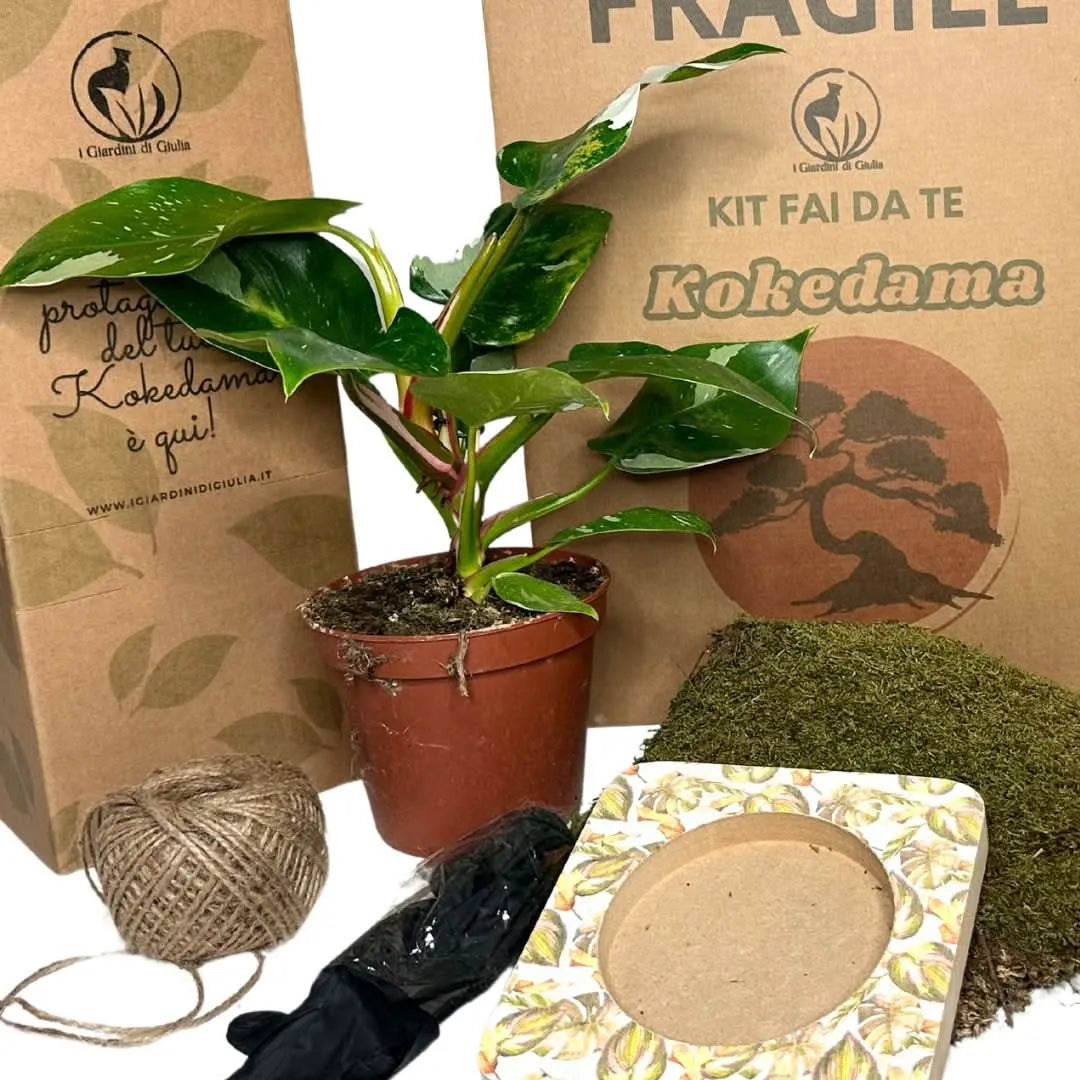 Contenuto completo del Kit Kokedama Fai da Te con Philodendron White Wave – pianta variegata, muschio naturale, filo di juta, guanti, base decorativa e confezione firmata I Giardini di Giulia.