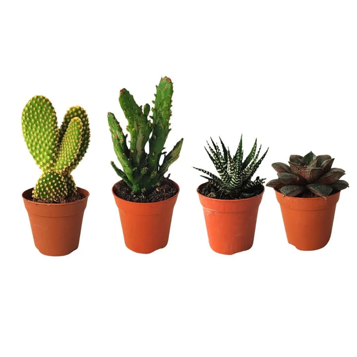 Kit piantine grasse per terrarium - i Giardini di Giulia