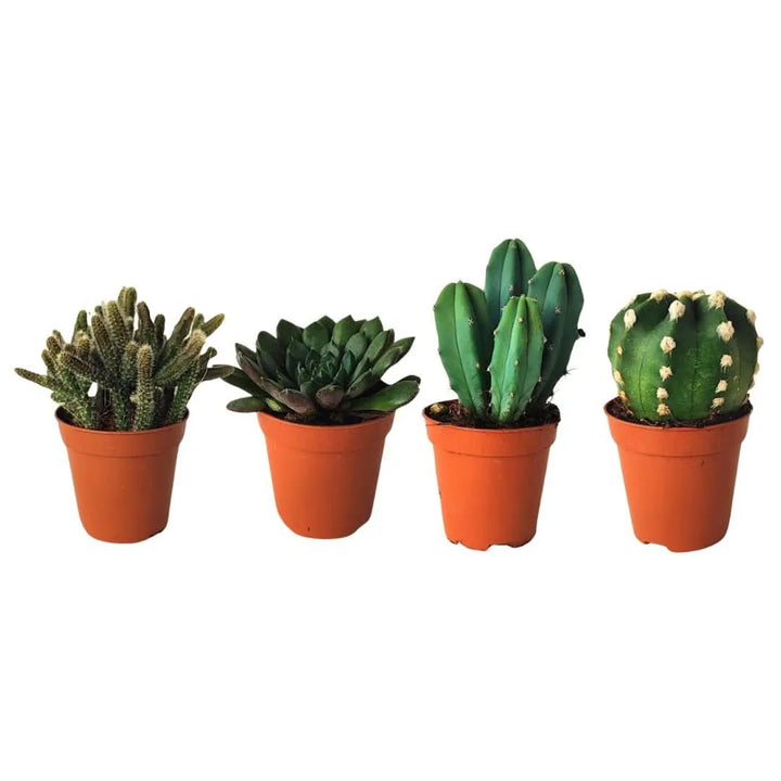 Kit piantine grasse per terrarium - i Giardini di Giulia