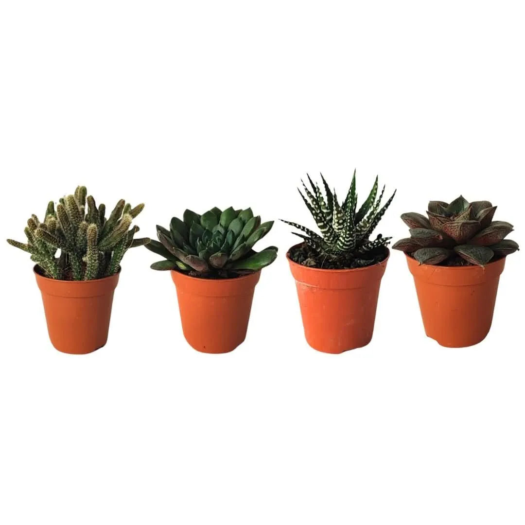 Kit piantine grasse per terrarium - i Giardini di Giulia